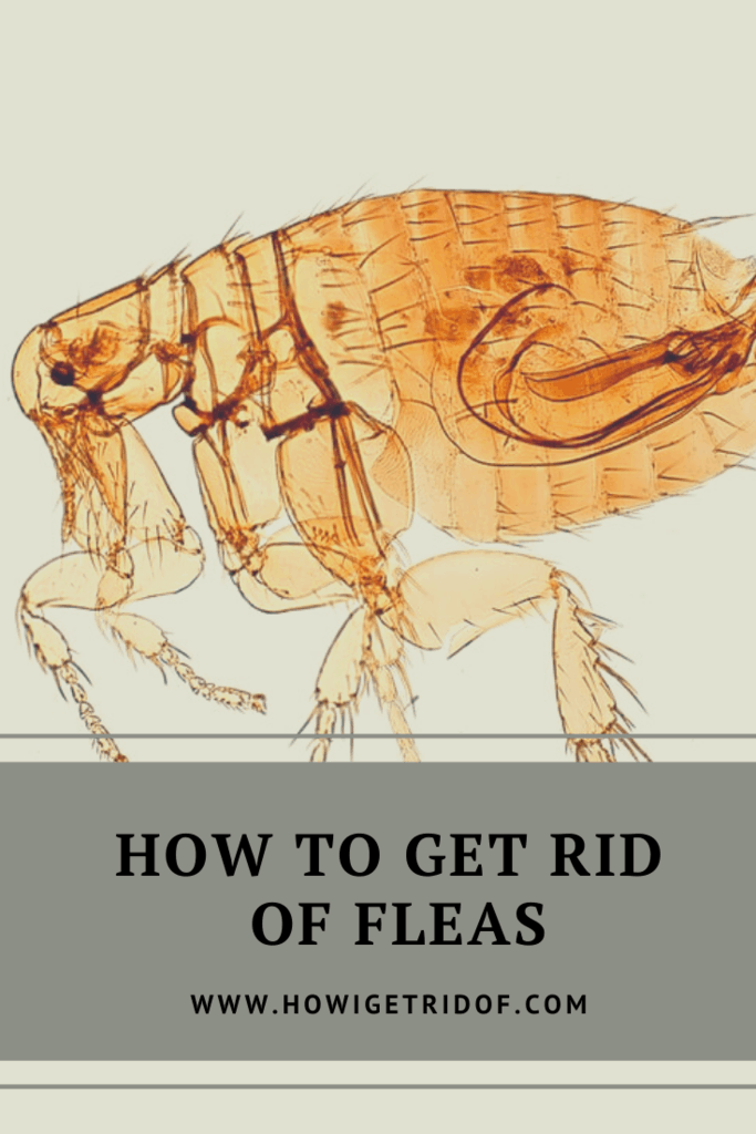 How To Get Rid Of Fleas How I Get Rid Of