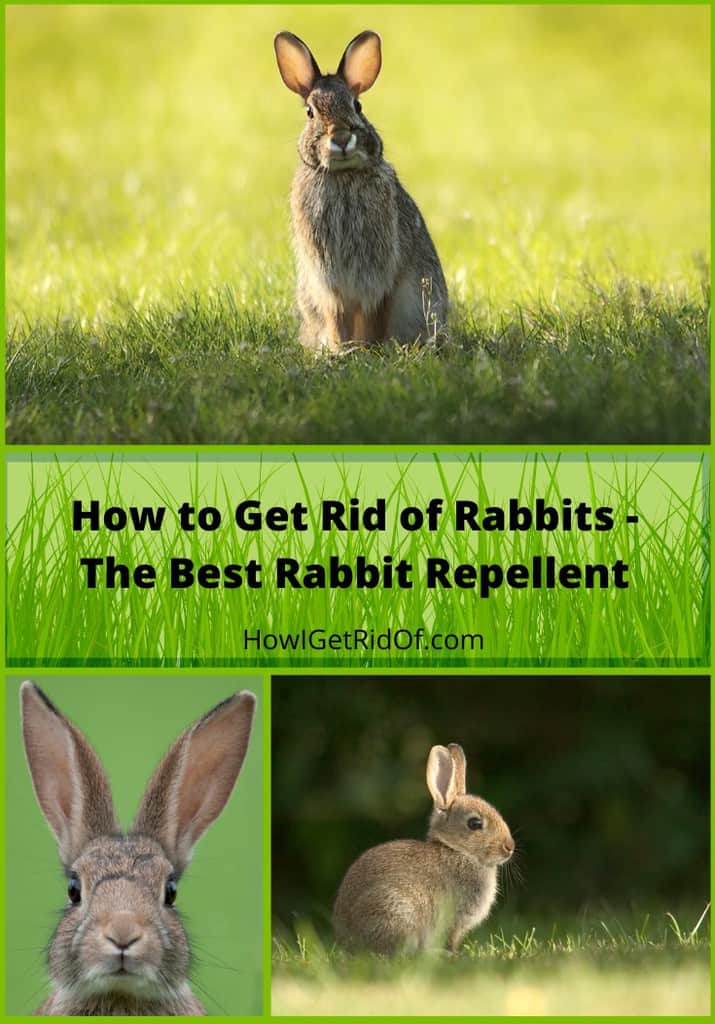 Best Rabbit Repellent How to Get Rid of Rabbits How I Get Rid Of
