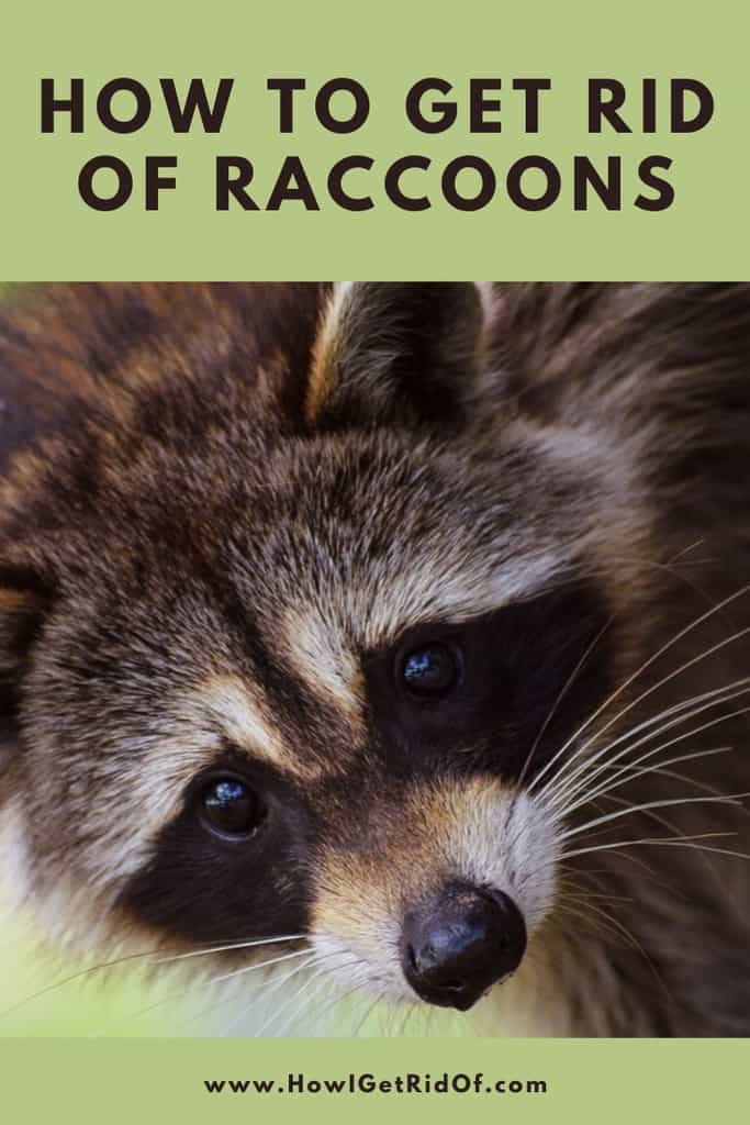 How To Get Rid Of Raccoons How I Get Rid Of