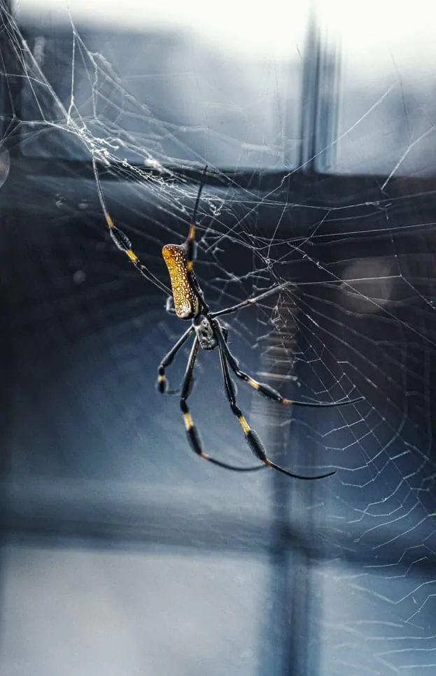 PIc 6 a black and yellow spider by a window