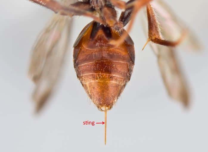 Pic 3 a closeup of a wasp stinger