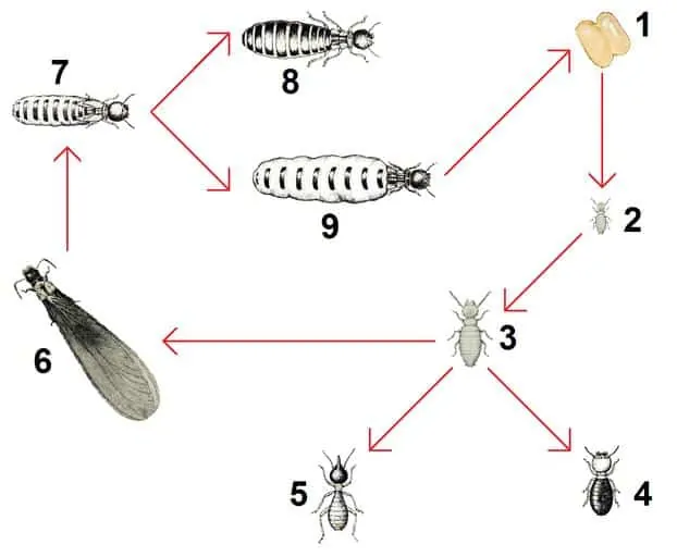 Pic 5 a termite lifecycle diagram