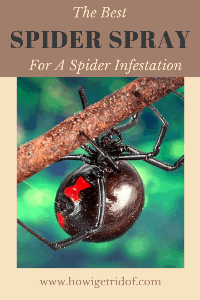 The Best Spider Spray For A Spider Infestation How I Get Rid Of