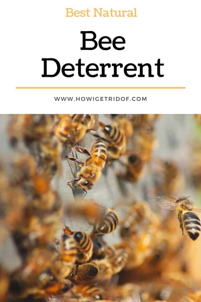 Best Natural Bee Deterrent How I Get Rid Of