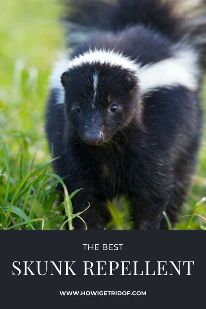 Best Skunk Repellent How I Get Rid Of