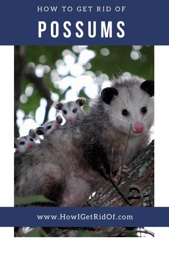How To Get Rid Of Possums How I Get Rid Of