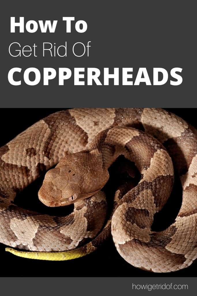 How To Get Rid Of Copperheads How I Get Rid Of