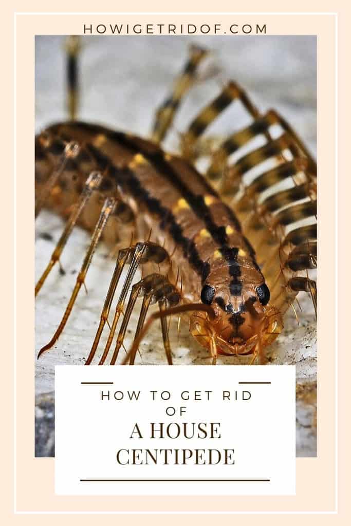 How To Get Rid Of a House Centipede - How I Get Rid Of
