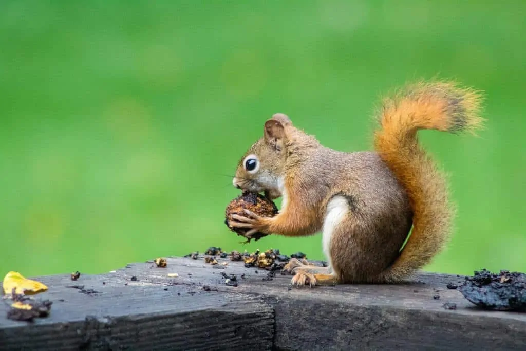 Pic 1 a squirrel on a fence eating a nut