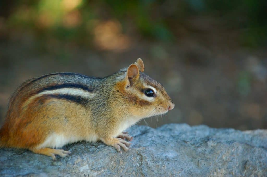 get rid of chipmunks