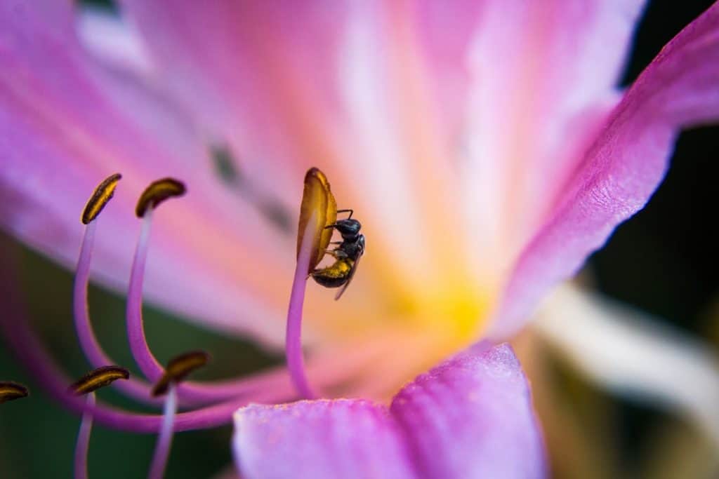 Pic 2 a sweat bee on a purple flower