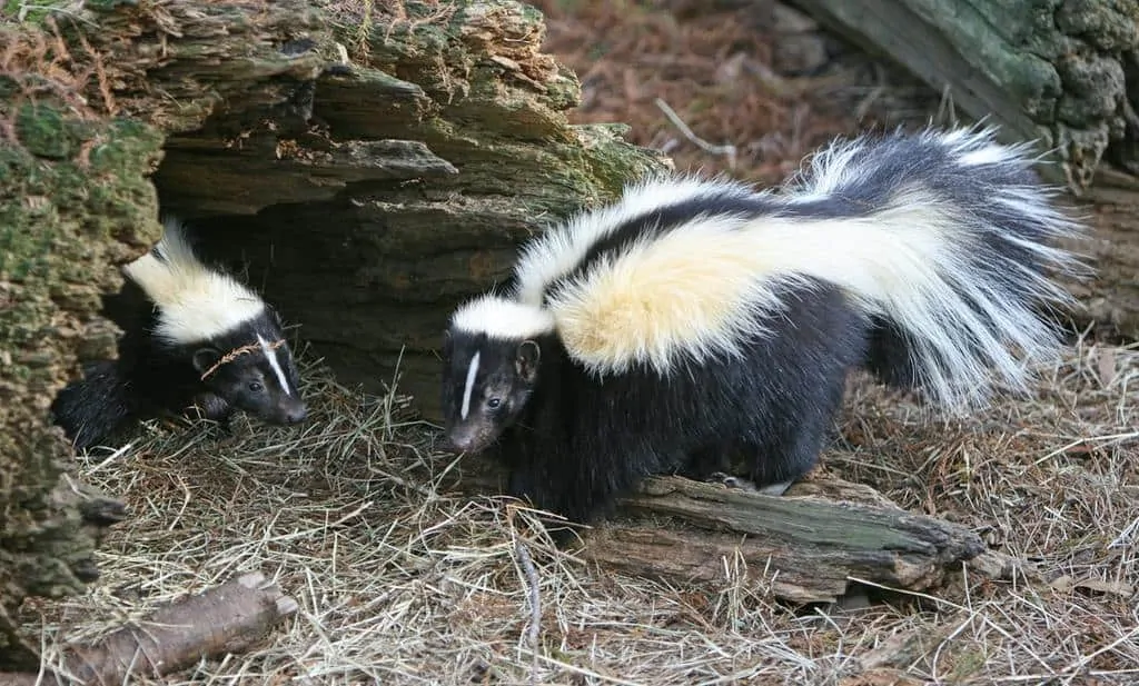 Pic 2 two skunks under a log