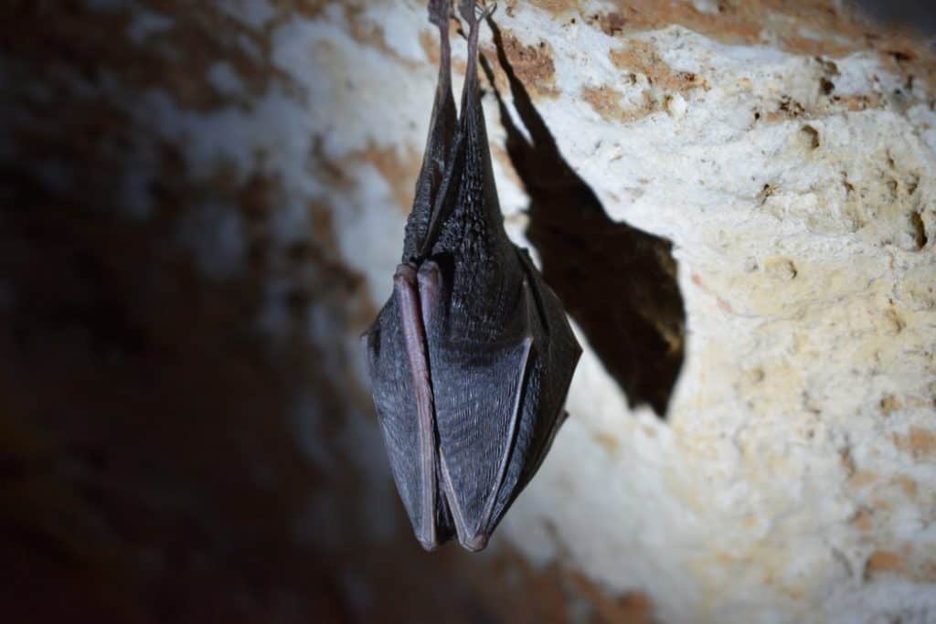 Pic 3 a bat hanging upside down Pic 3 a bat hanging upside down