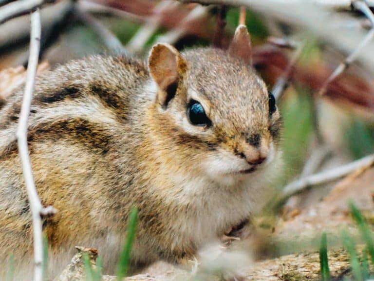How To Keep Chipmunks Out of Garden - How I Get Rid Of