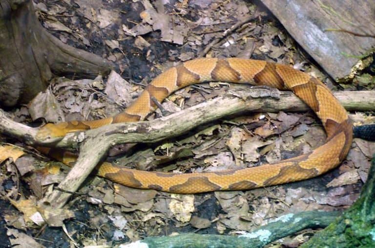 How To Get Rid Of Copperheads How I Get Rid Of