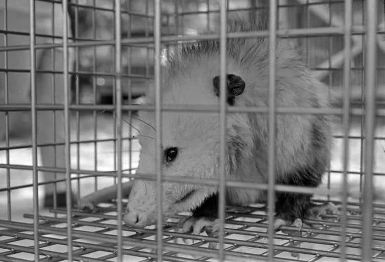 Pic 4 a black and white picture of a possum in a trap
