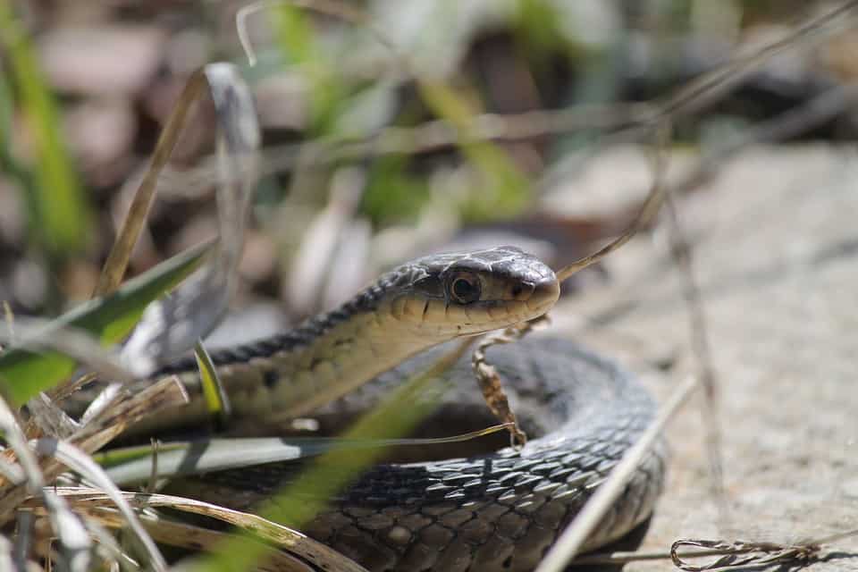 How To Get Rid Of Snakes How I Get Rid Of