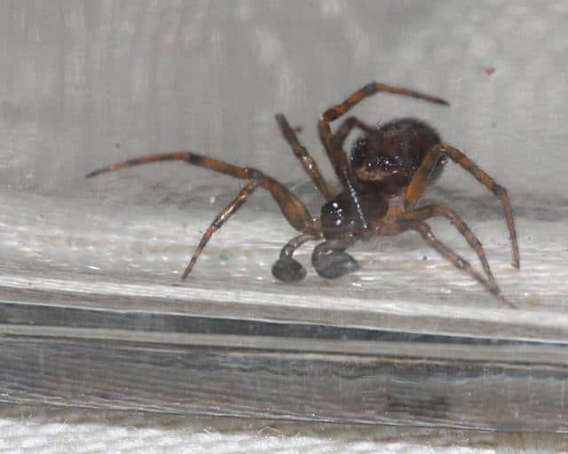 Pic 4 a spider behind glass