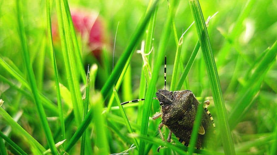 Pic 4 a stinkbug in grass with a pink flower