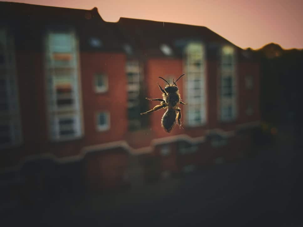 Pic 5 a bee inside a house on a window Pic 5 a bee inside a house on a window