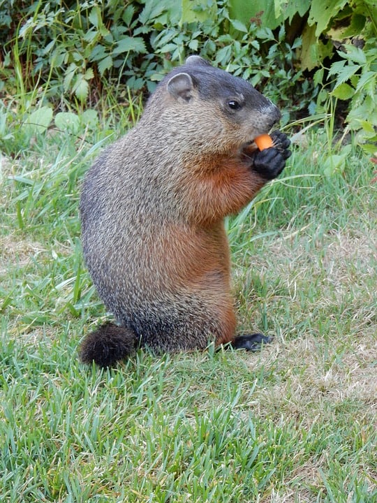 Pic 5 a groundhog eating something orange