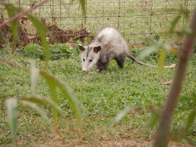 Pic 5 a possum walking across a lawn