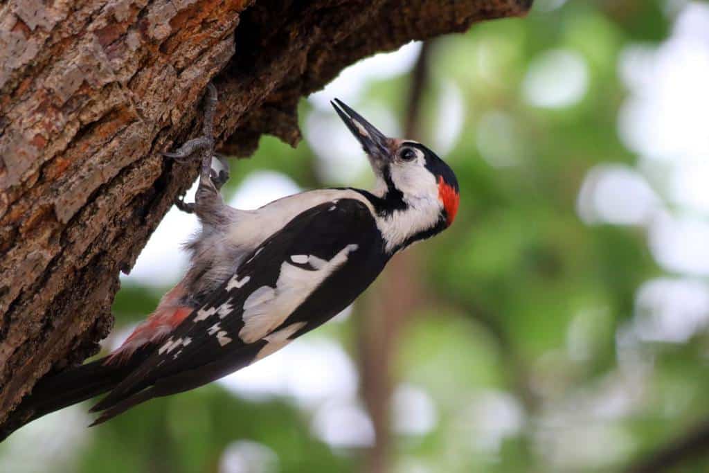 How To Get Rid Of Woodpeckers - How I Get Rid Of