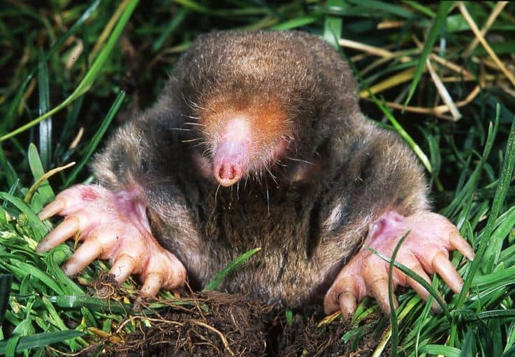 Pic 7 a mole popping up in grass