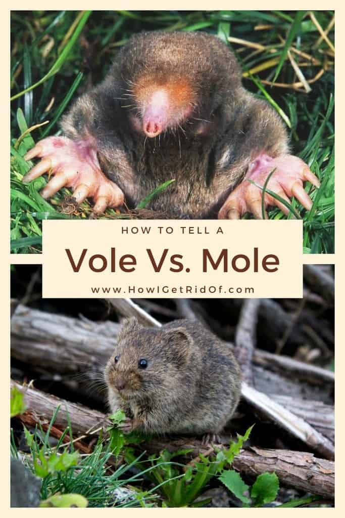 How To Tell A Vole Vs Mole How I Get Rid Of