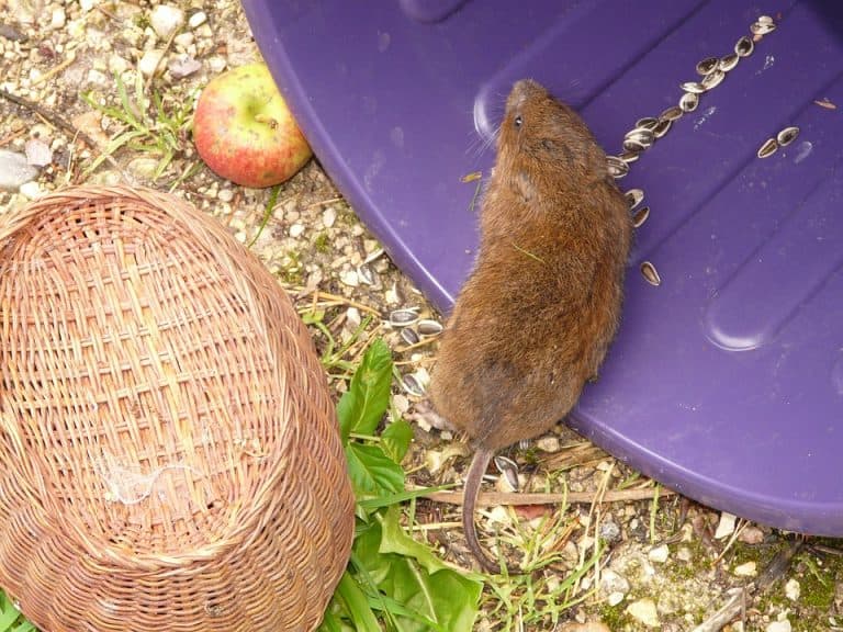 How To Get Rid Of Voles How I Get Rid Of