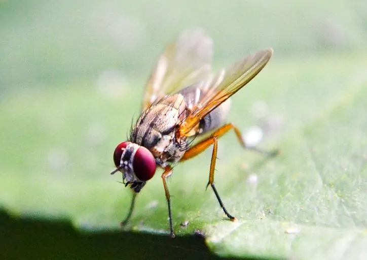 Pic 1 a fruit fly on a green leaf