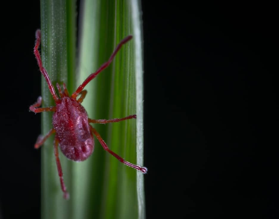 Pic 1 an adult chigger mite