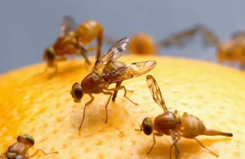 https://howigetridof.com/wp-content/uploads/2020/06/Pic-1-three-fruit-flies-on-fruit.webp