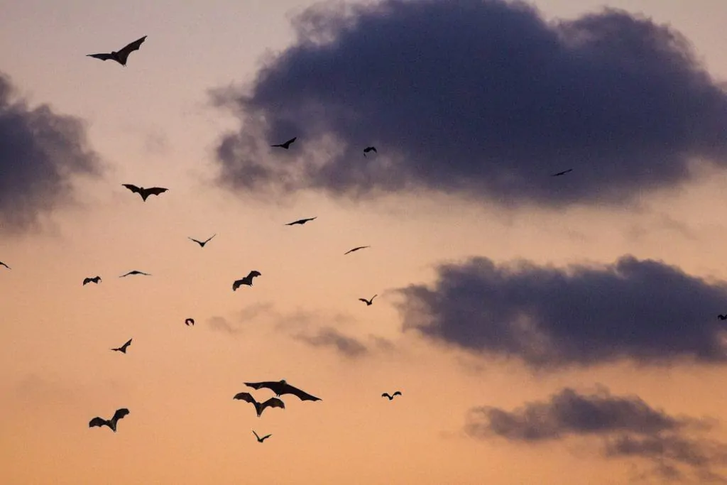 Pic 2 bats flying away at dusk