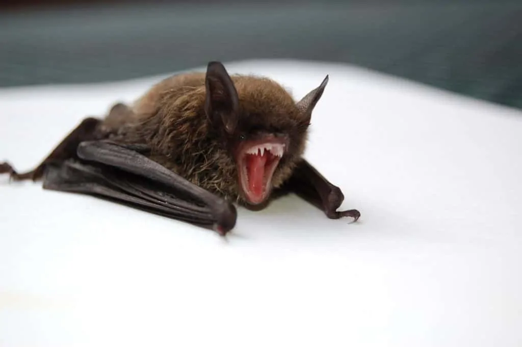 Pic 3 a brown bat with its mouth open