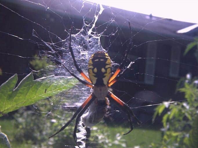 Pic 4 a banana spider in front of a home