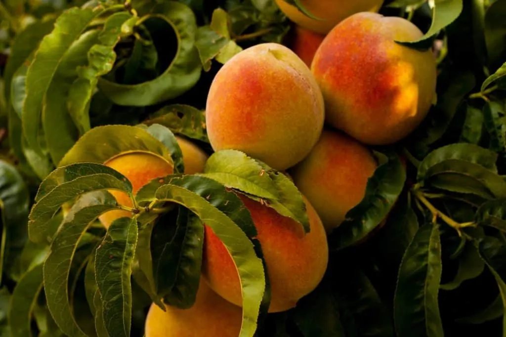 Pic 4 peaches on a peach tree