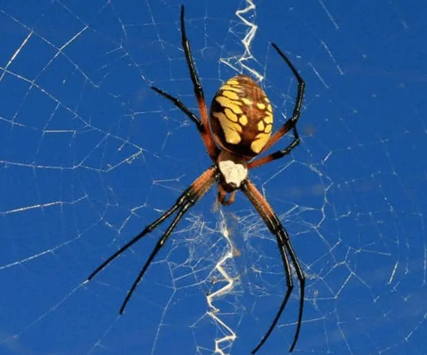 Pic 8 a garden spider against blue sky