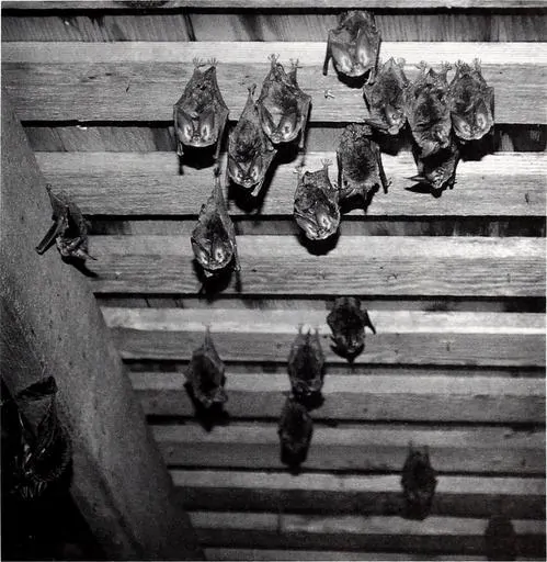 pic 7 a black and white picture of bats hanginging in an attic