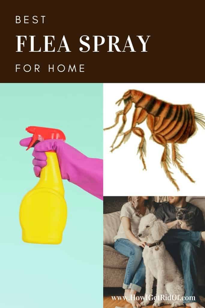Best Flea Spray For Home