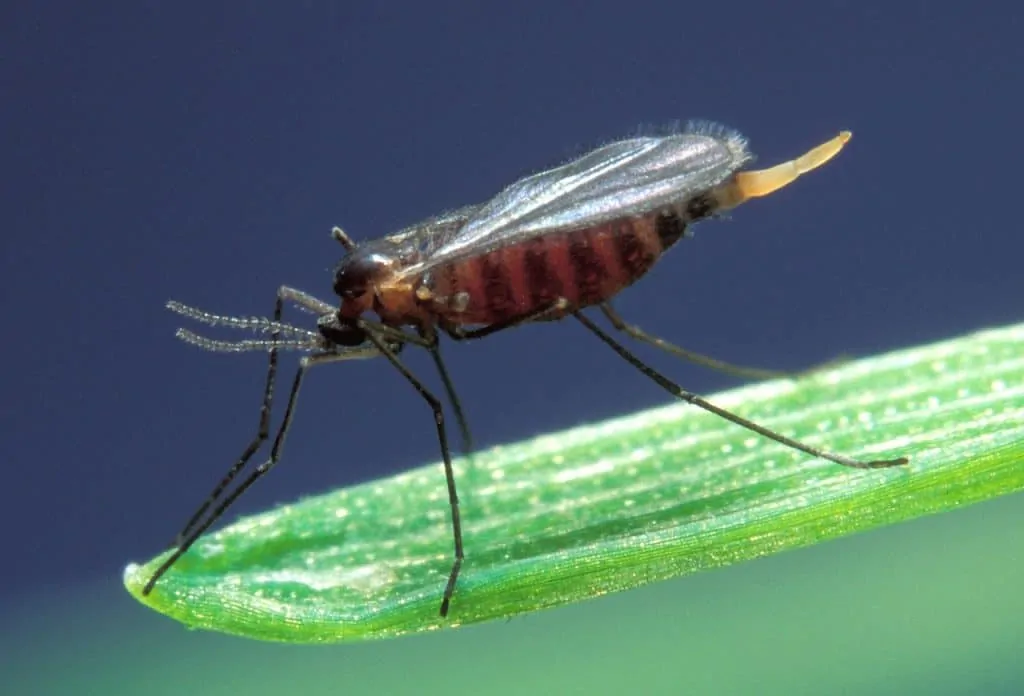 Pic 1 a Midge on a green grass stem