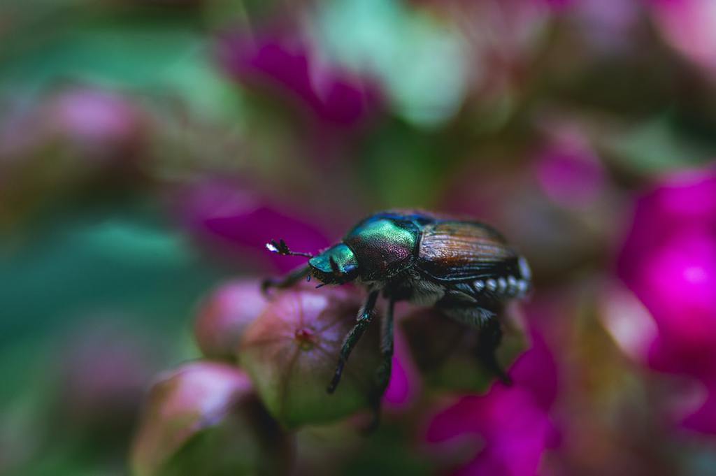 Pic 1 a green june bug on a pink flower