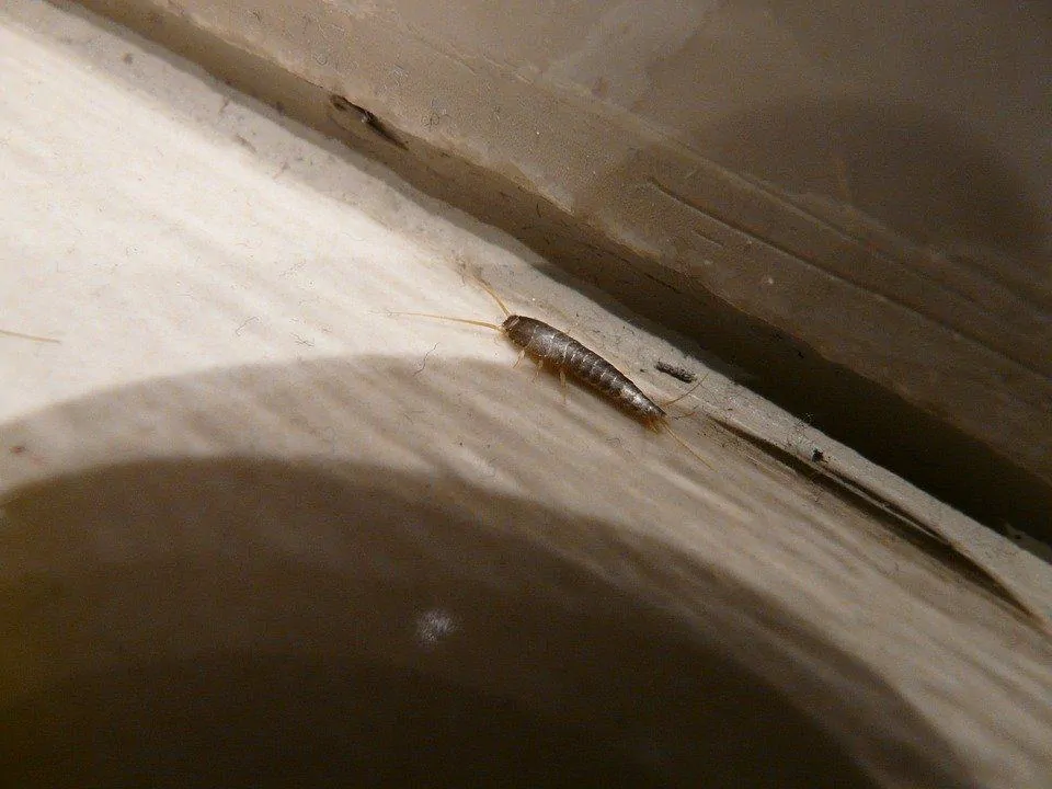 Pic 1 a silverfish on a bookshelf