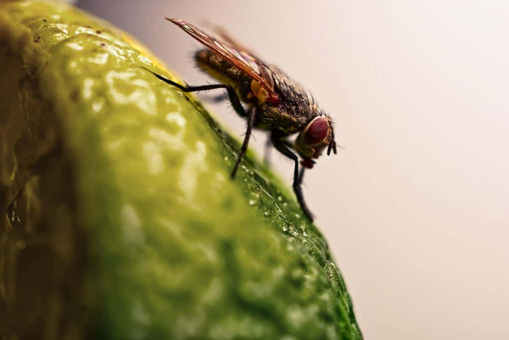 How To Get Rid Of Cluster Flies How I Get Rid Of