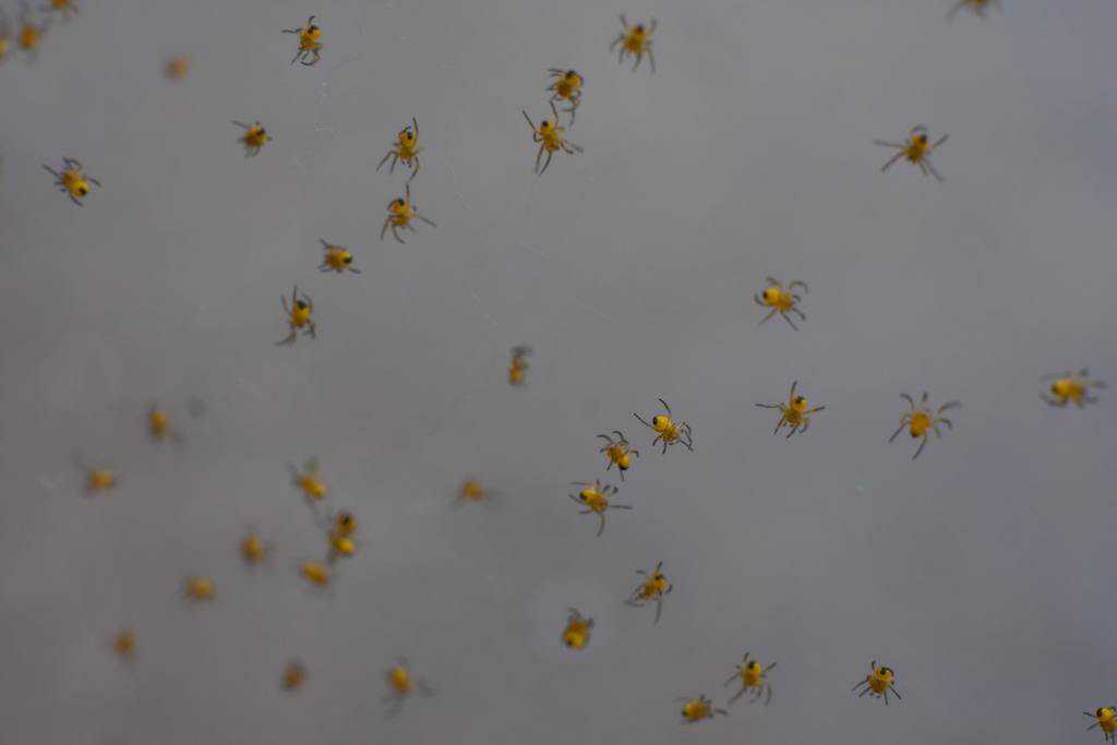 Best Spider Bomb How I Get Rid Of