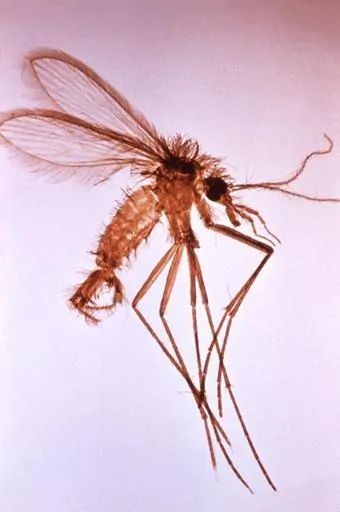 Pic 3 a sandfly