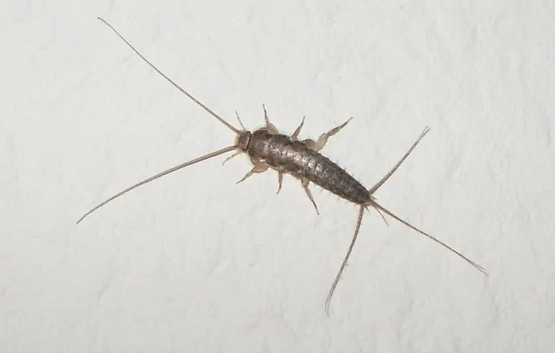 Pic 4 a silverfish against a white background