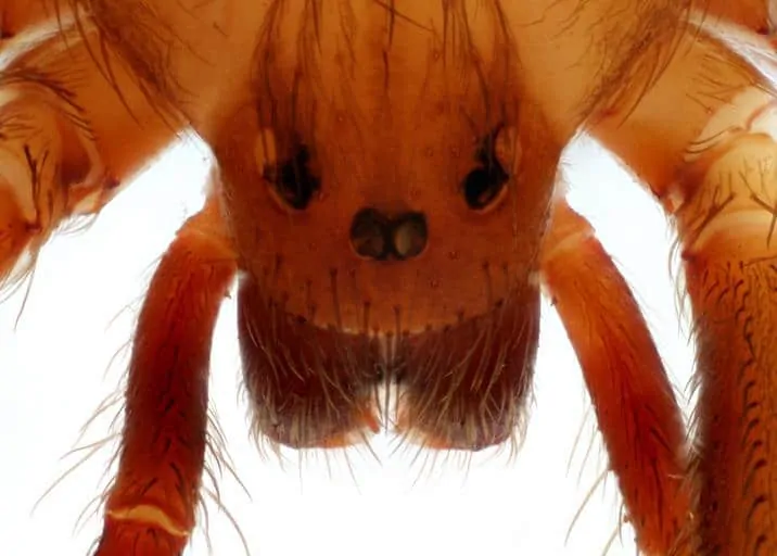 Pic 5 a close up of brown recluse eyes