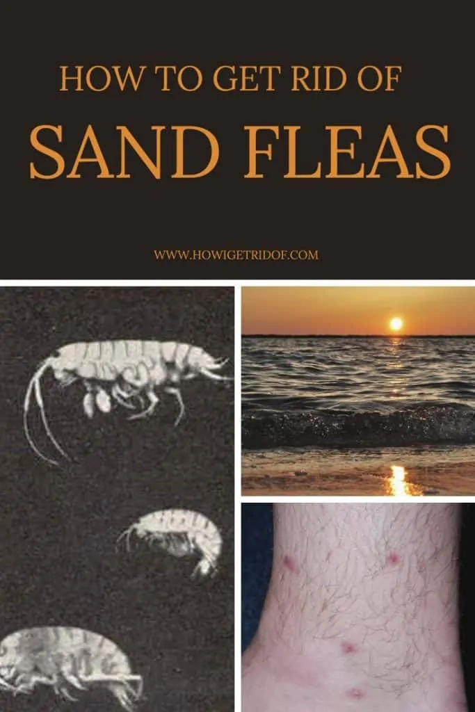 Sand Fleas