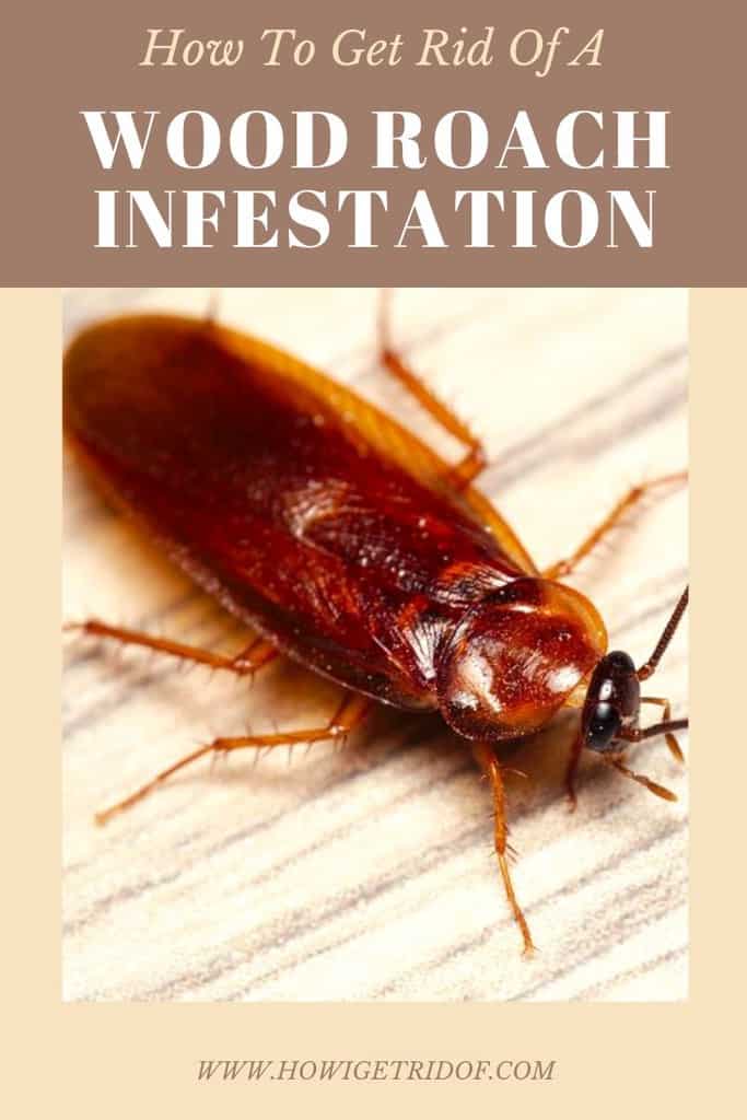 How To Get Rid Of A Wood Roach Infestation How I Get Rid Of